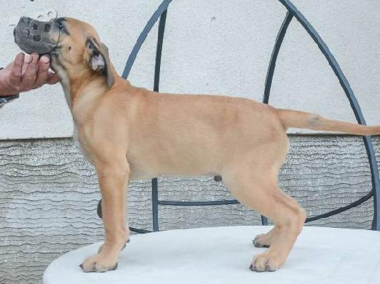 Dogo Canario - Κουτάβια Presa Canario
